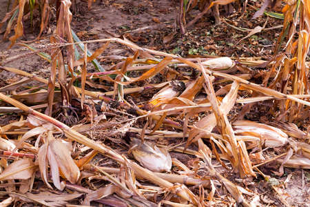 agricultural field with cornの写真素材
