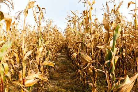 Ripe yellow corn