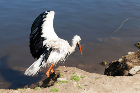 Stork without wings