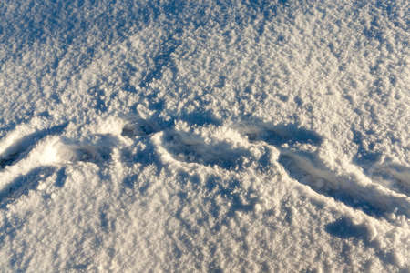 tracks in the snowの写真素材