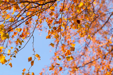 Yellow foliage, autumnの写真素材