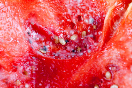 mold on watermelonの写真素材