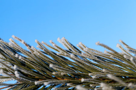 snow photographed in the winter season, which appeared after a snowfall. close-up,