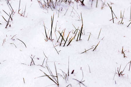green and dry yellow grass sticking out from under snow after a snowfall. photo close-up of a fieldの写真素材