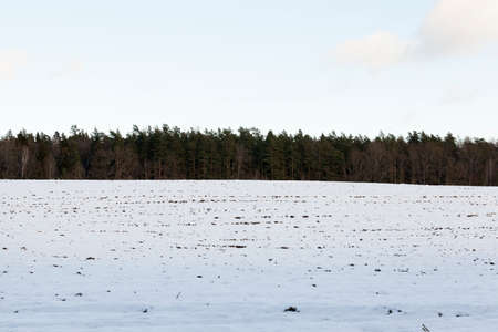snow-covered forest after snowfall in the winter season. the photoの写真素材