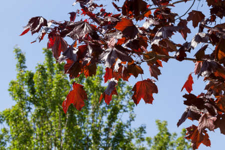 red sunlit foliage maple in the spring season. photo close-up on a background of green plants and trees with green foliageの写真素材