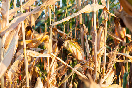 Field corn