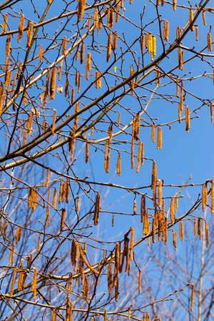 Spring backgroundの写真素材