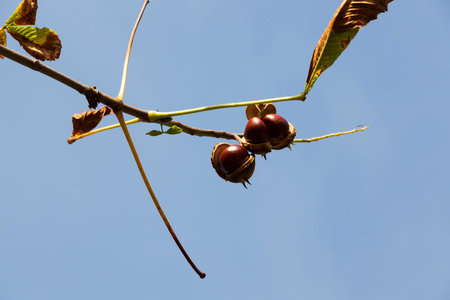 open chestnut shells