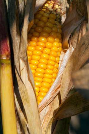 corn, close up