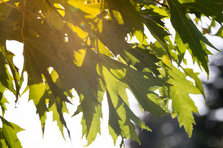 green maple foliageの写真素材