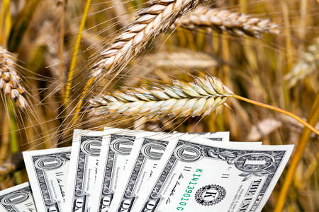 Golden wheatの写真素材