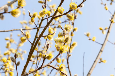 Blossoming tree