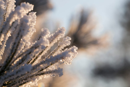 Pine needles covered by snow