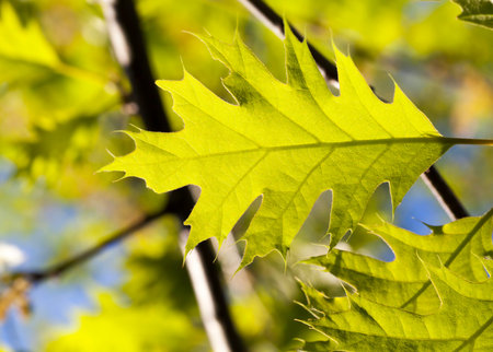 Oak leaf closeup