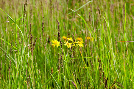 Green grass and yellow flowers inflorescence growing on the territory of the agricultural field,...
