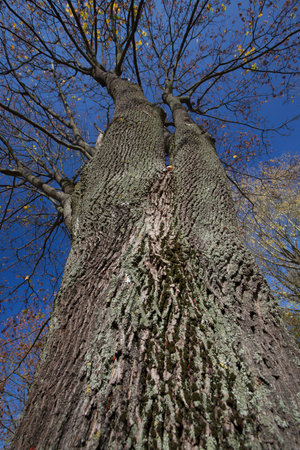 Maple tree in the autumn season. On the branches yellowed and yellow foliage. photo close-up, focus...