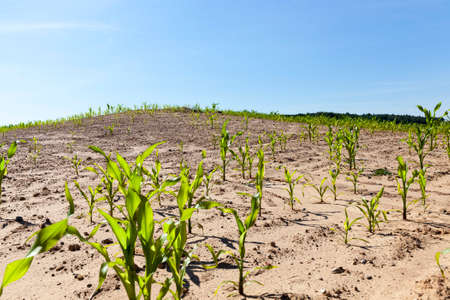 seldom growing corn stalks on the territory of an agricultural field, spring landscapeの写真素材