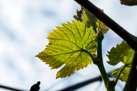 spring green and fresh grape leaf close-up,の写真素材