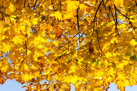 autumn decorations of the yellowed foliage of the maple, illuminated by the sun, close-ups