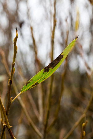 blacking green leaf on bush branches, photo close-up in autumn