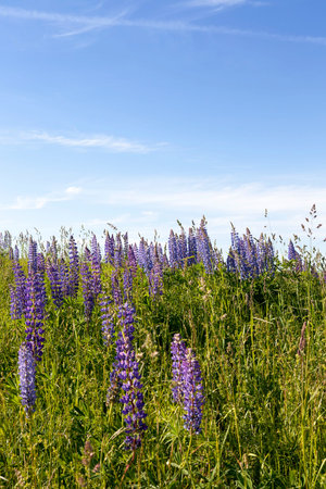 beautiful blue and purple lupine growing with grass on a hill, summer landscape with blue skyの写真素材