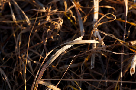 A dried wheat germ, grown out of season, close-up on a photo