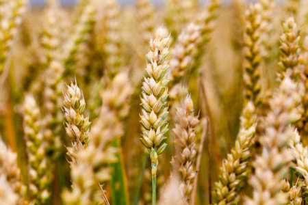 the idea of a large wheat yield in the photo, where close-up of the ear of wheat in momet changes in...