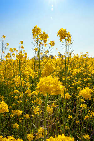 flowering rapeseed for oil and fuel production, close-up photo in sunny weatherの写真素材