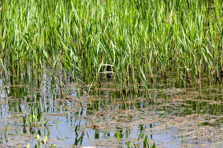 black bird, hiding in the bogs, photo in the spring