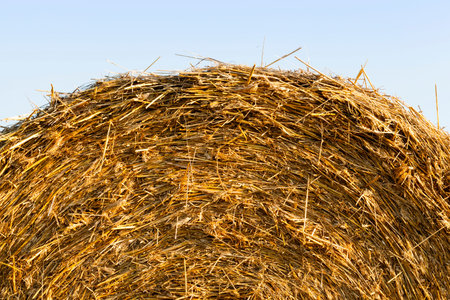 a stack of straw after harvesting barley and other cereals, against the background of a blue sky...