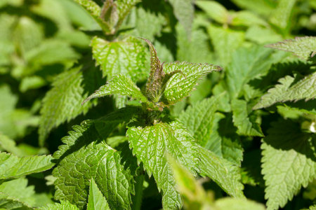 field overgrown with green stinging nettle, photo close-up of one of the plants