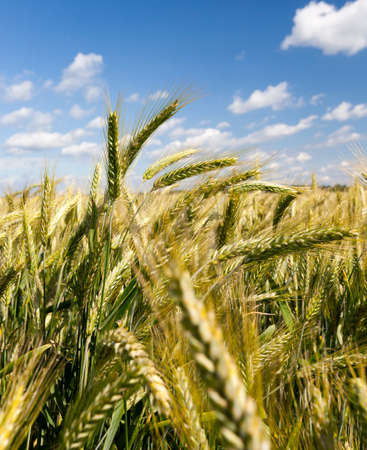 ripening of rye on the field in the summer, agricultural activitiesの写真素材