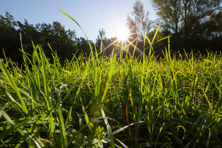 grass forestの写真素材
