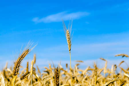field with yellowing rye against the blue sky, one ear grew higher than the restの写真素材