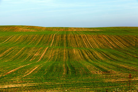 green wheat sprouts in a field in autumn, a landscape with a new crop and sky