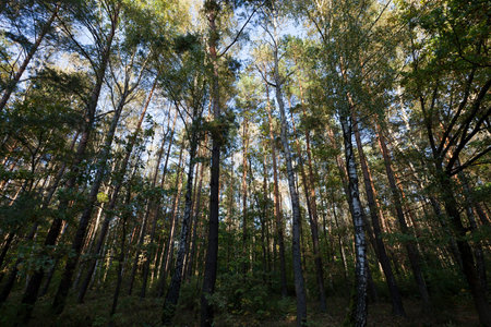 mixed forest with deciduous and coniferous trees in the autumn season, sunny weather, landscape