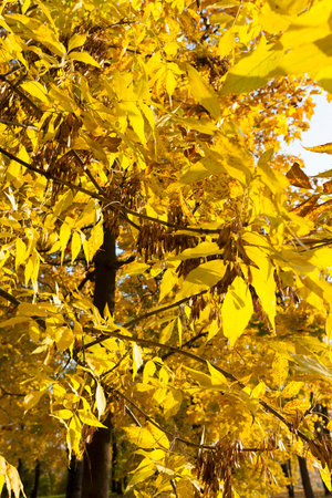 lush yellowed foliage of an ash tree in the autumn season, closeup in a park