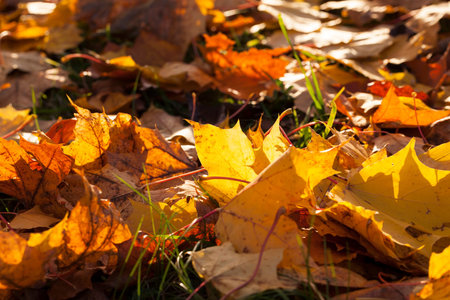 a large number of fallen yellow and orange foliage on the ground, one of the leaves is illuminated...