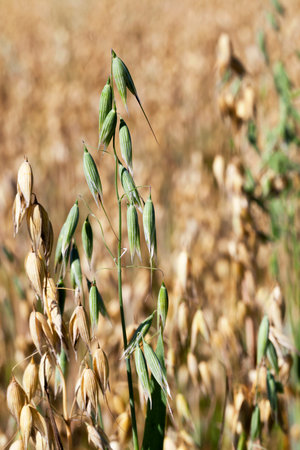 one green fresh oat plant on a field with ripe golden oats, closeup