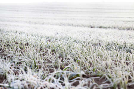 green wheat germs covered with white frost from frosty weather in the winter season, closeup on the field of agricultural organizationの写真素材