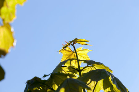 growing up grapes in the spring season on the vineyards, photo close-up against the blue sky