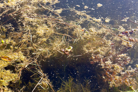 wildlife, a green frog in camouflage hid in dirty swamp water, closeup in the spring