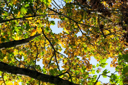 changing the color of foliage on a high old maple tree in autumn, closeup on a clearing in the...