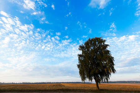 growing in the birch field in the autumn season, a photo of the landscape during the sunset in the hazeの写真素材