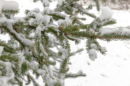 branches with small needles spruce covered with ice and snow in winter, closeup of wood details