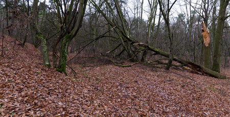a gloomy forest with bare deciduous trees, an autumn landscape, one of the trees was broken by a...