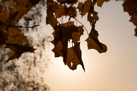 autumn foliage of a park on the branches of a maple at sunset time, glowing in orange, close-up with a multicolored skyの写真素材