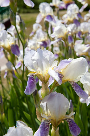 white blue iris flowers on a meadow in the summer season, closeup