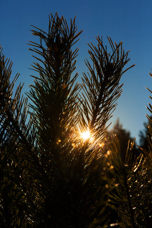 luminous through long pine needles sun during sunset, closeup of a dark silhouette of a tree and...